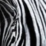 Rebel Walls fototapeet Close Up Zebra R19062