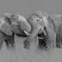 Rebel Walls fototapeet Elephant Hug R19197