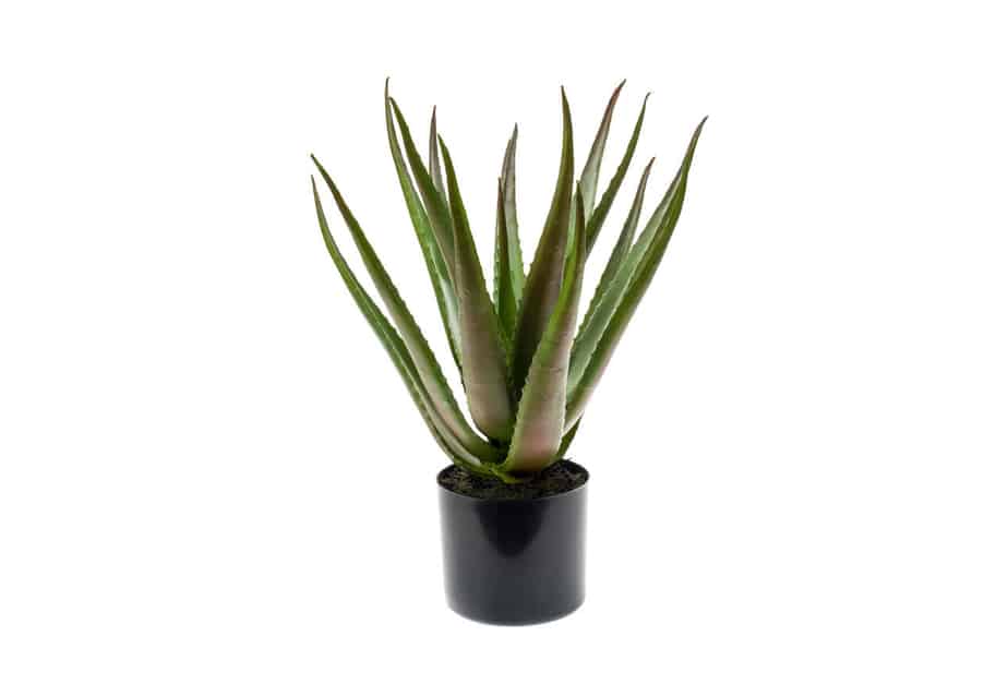 Kunstlill aaloe mustas potis 50cm
