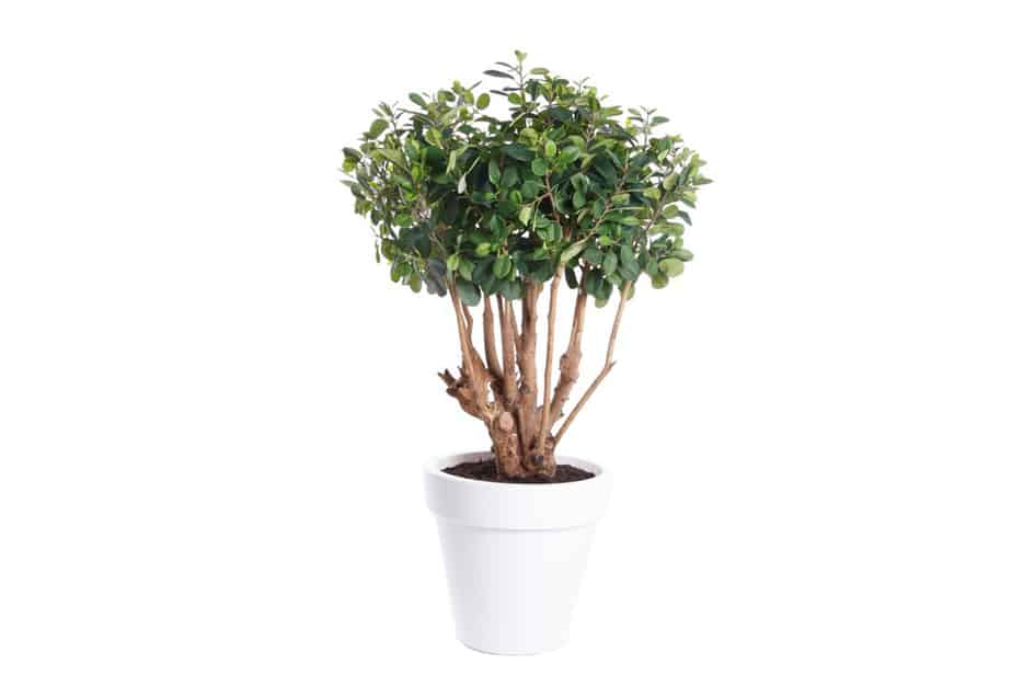 Kunstlill viigipuu 70cm
