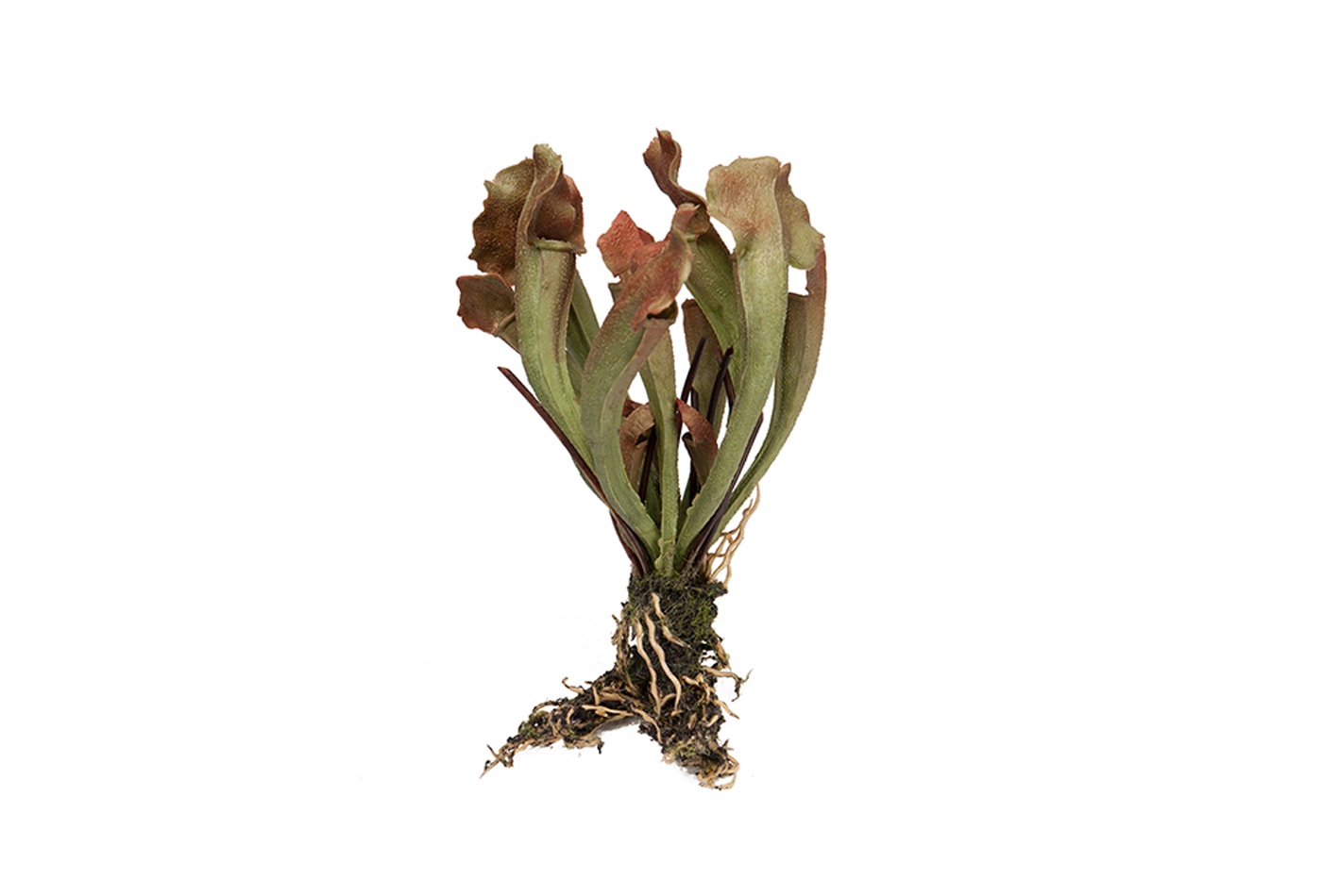 Kunstlill pruun juurtega 20cm