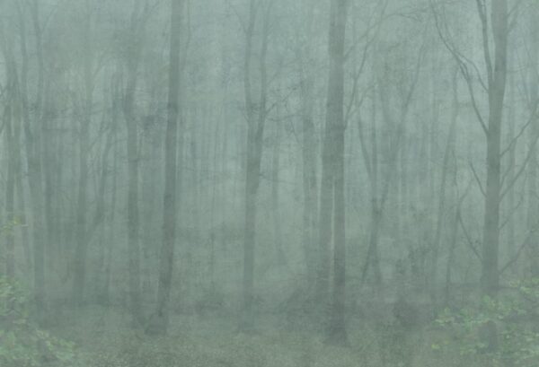 Sandberg pilttapeet Skog Forest Green 622-08