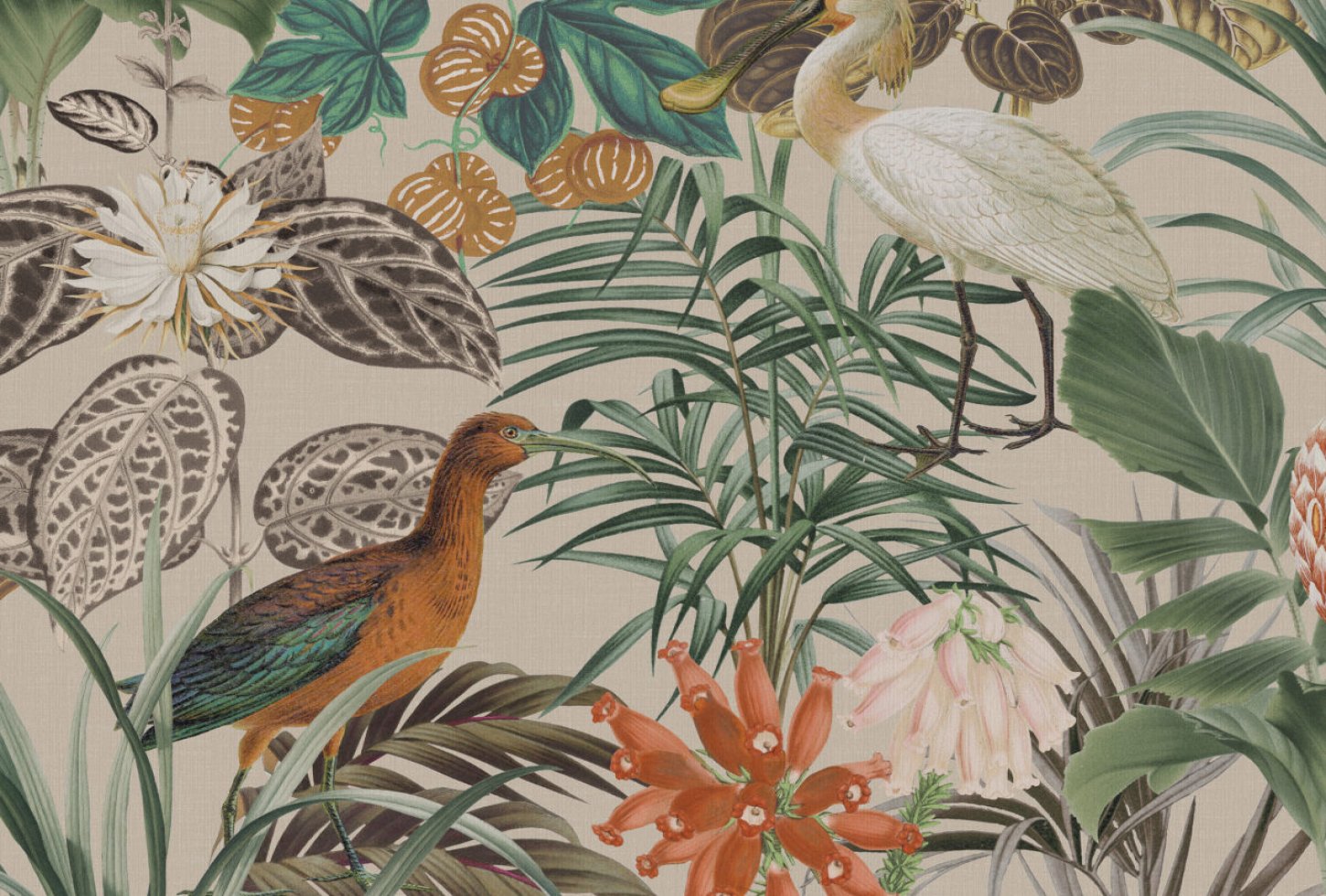 bop502_diff_resized Omexco The Wading Birds BOP502 seinakate