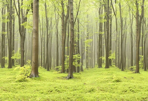 r10101_product Rebel Walls pilttapeet Deciduous Forest R10101