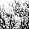 Rebel Walls pilttapeet Branches R10121