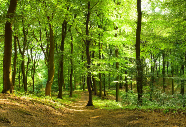 r10141_product Rebel Walls pilttapeet Forest R10141