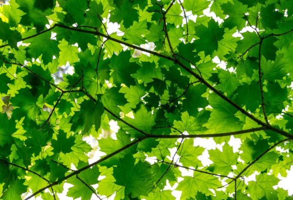 Rebel Walls pilttapeet Maple Leaves R10181