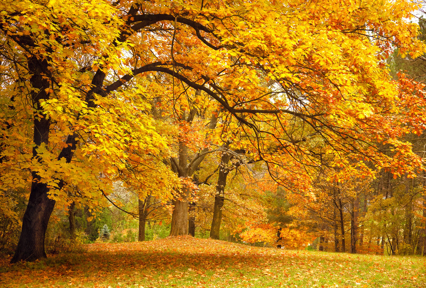 Rebel Walls pilttapeet Yellow Leafy Trees R10191