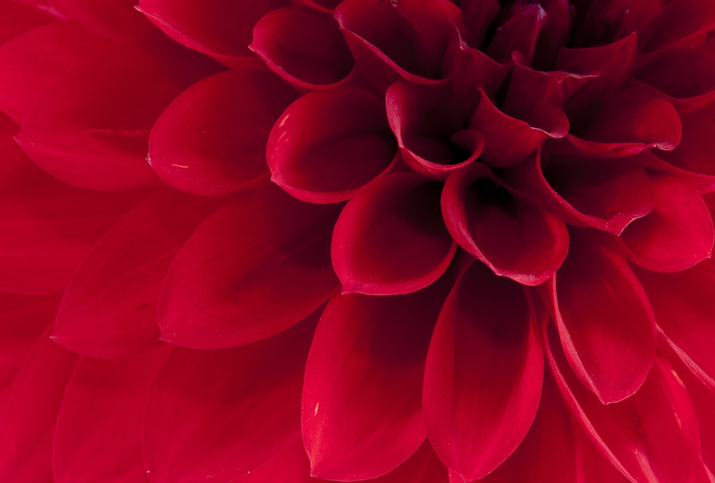 Rebel Walls pilttapeet Dahlia R10601