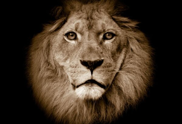 Rebel Walls pilttapeet Lion R11101