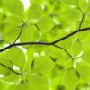 Rebel Walls pilttapeet Leaves R11181