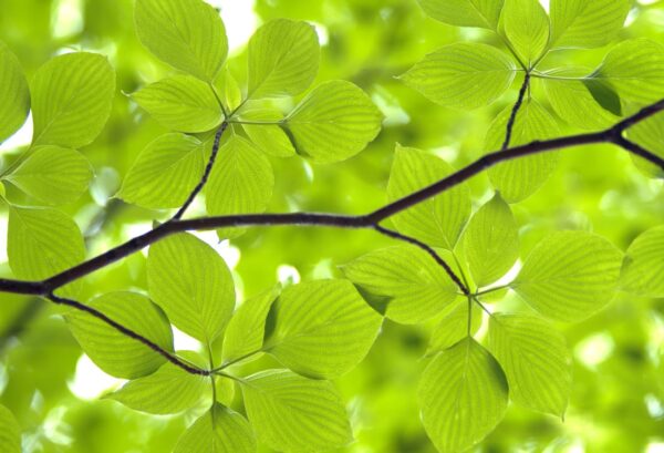 Rebel Walls pilttapeet Leaves R11181