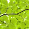 Rebel Walls pilttapeet Leaves R11181