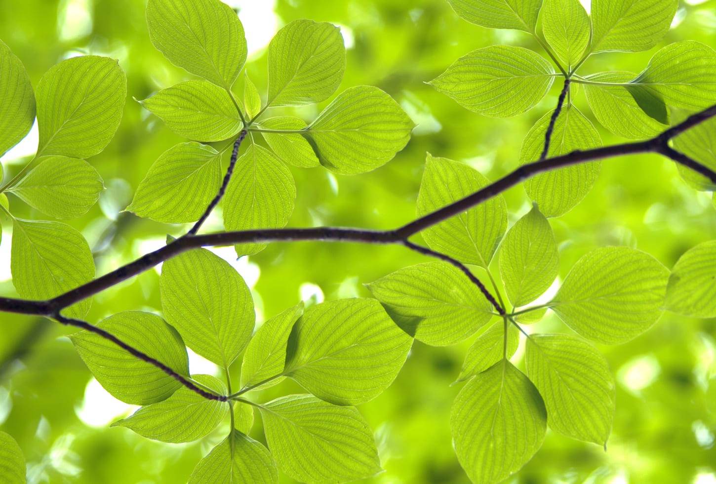 Rebel Walls pilttapeet Leaves R11181