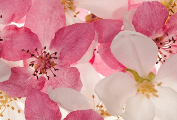 r11211_product Rebel Walls pilttapeet Apple Blossom R11211