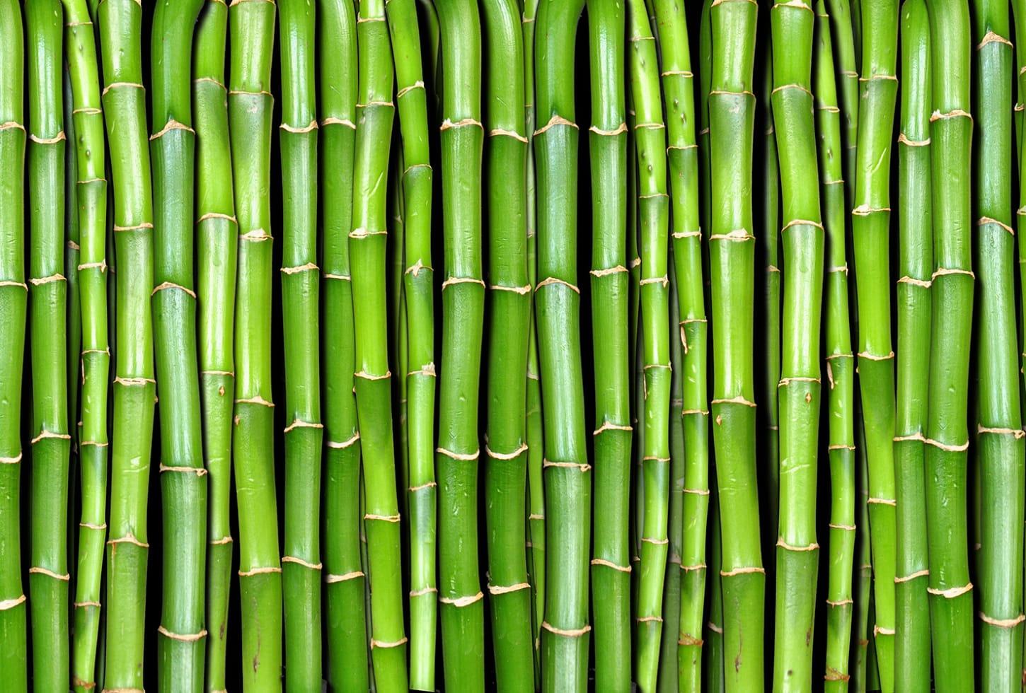 Rebel Walls pilttapeet Bamboo R11821