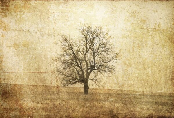 Rebel Walls pilttapeet The Lonely Tree R12081