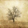 Rebel Walls pilttapeet The Lonely Tree R12081