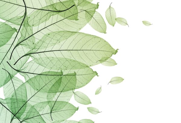 Rebel Walls pilttapeet Foliage R12201