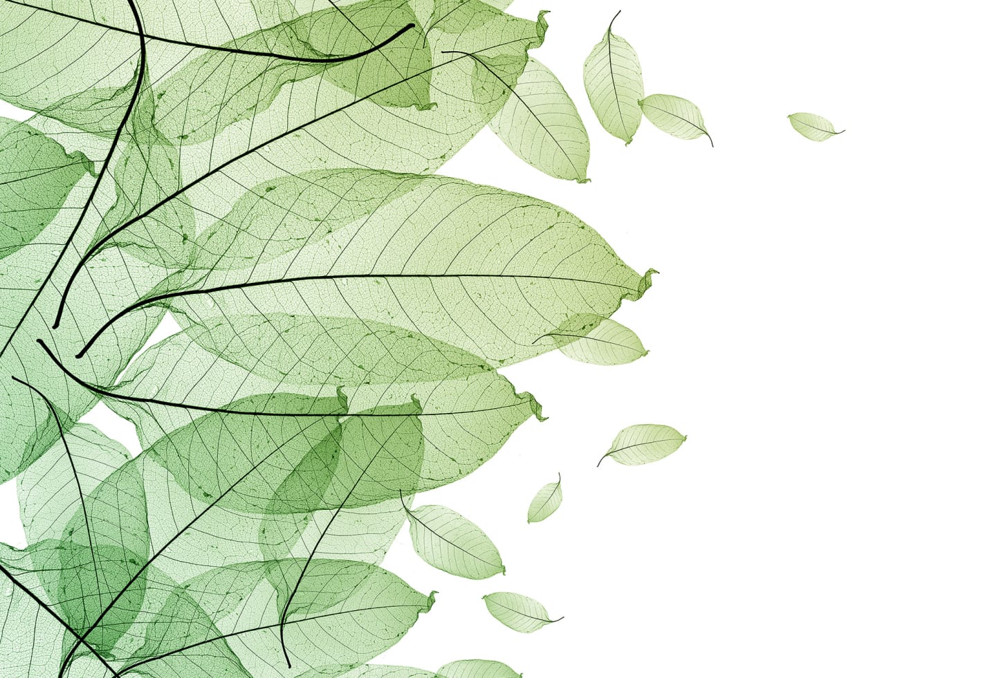 Rebel Walls pilttapeet Foliage R12201