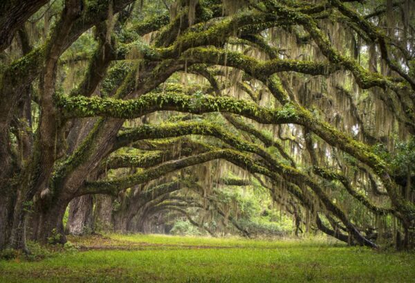 Rebel Walls pilttapeet Fairy Forest R12481