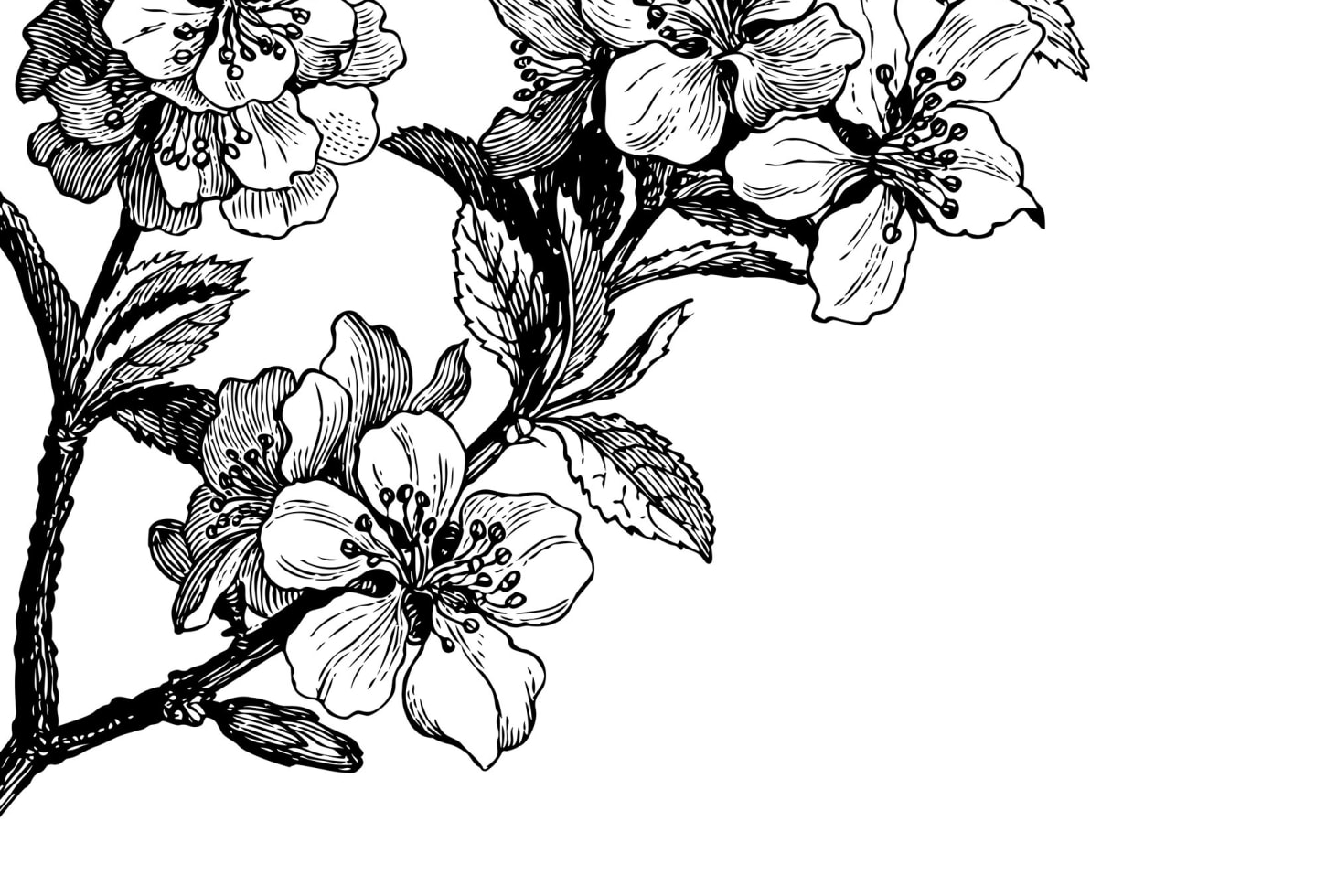 Rebel Walls pilttapeet Springtime, Black&White R12652