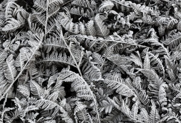 r12941_product Rebel Walls pilttapeet Frost Leaf R12941