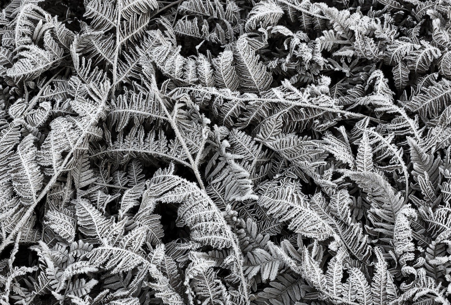 Rebel Walls pilttapeet Frost Leaf R12941