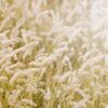 Rebel Walls pilttapeet Lay In The Hay R12961