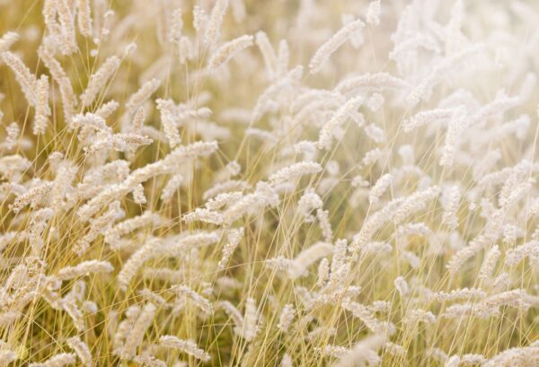 Rebel Walls pilttapeet Lay In The Hay R12961