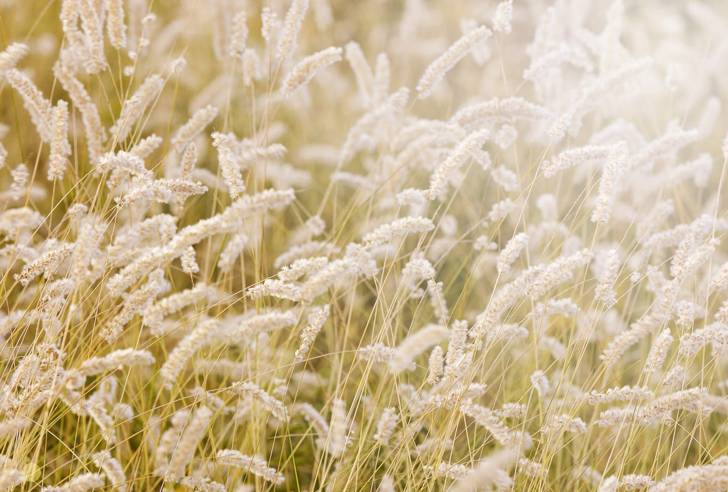 Rebel Walls pilttapeet Lay In The Hay R12961
