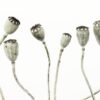 Rebel Walls pilttapeet Simple Seedpod R12991
