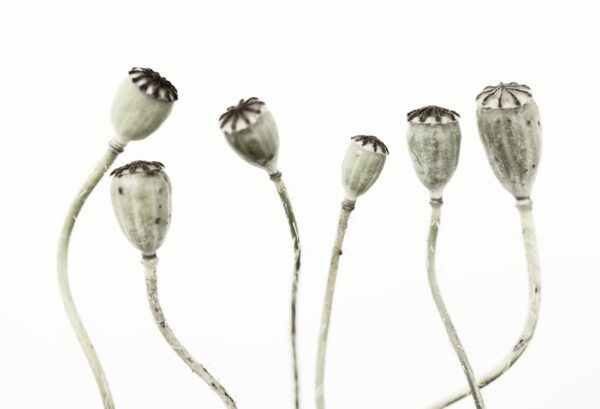 Rebel Walls pilttapeet Simple Seedpod R12991