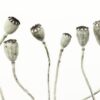 Rebel Walls pilttapeet Simple Seedpod R12991