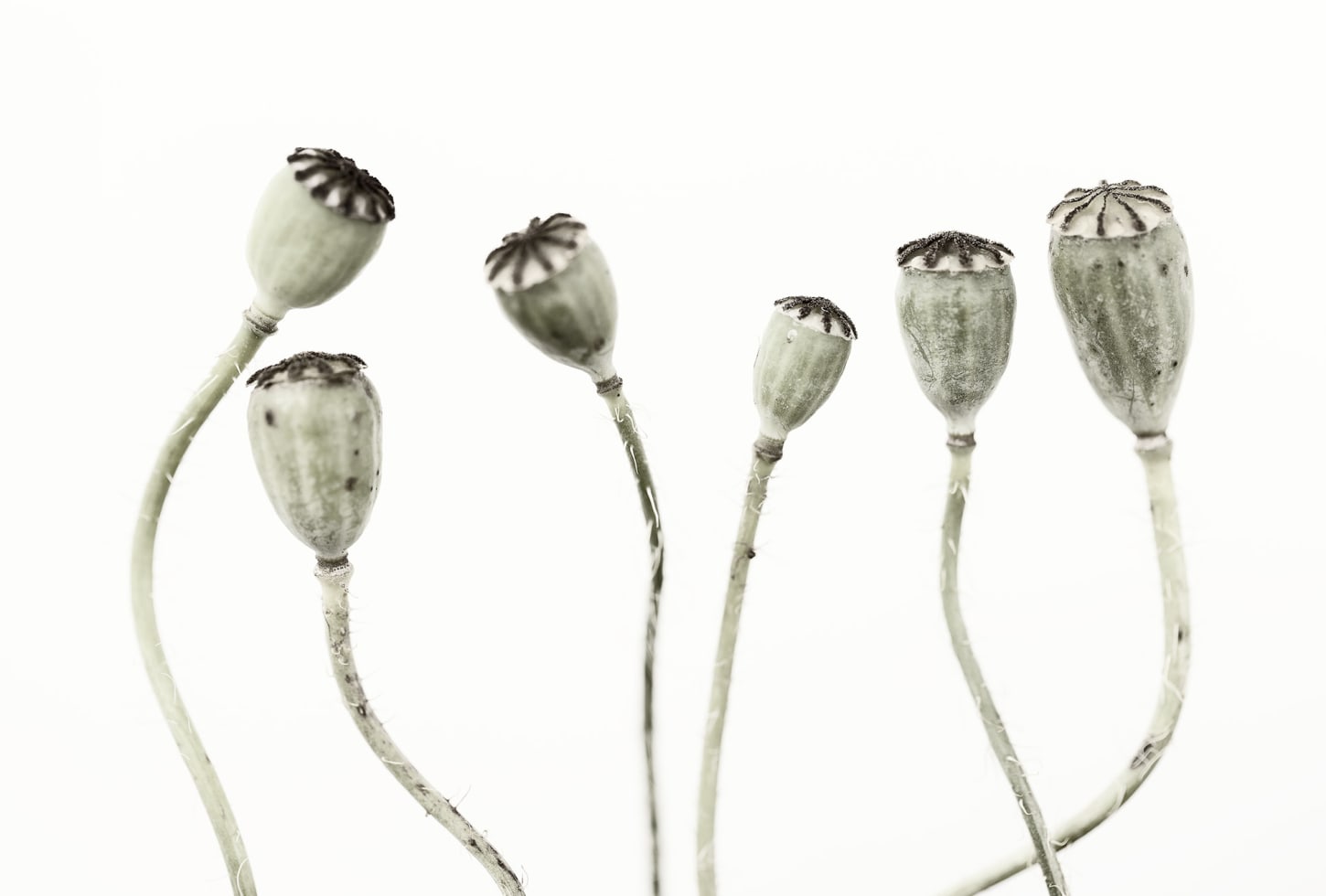 Rebel Walls pilttapeet Simple Seedpod R12991