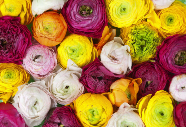 Rebel Walls pilttapeet Ranunculus R13011