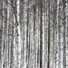 r13031_product Rebel Walls pilttapeet Birch Trunks R13031