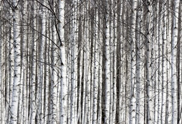 r13031_product Rebel Walls pilttapeet Birch Trunks R13031