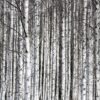 r13031_product Rebel Walls pilttapeet Birch Trunks R13031