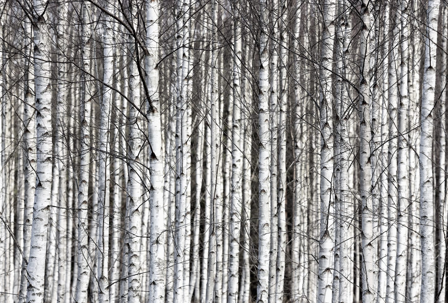 r13031_product Rebel Walls pilttapeet Birch Trunks R13031