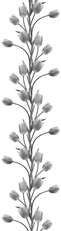 Rebel Walls pilttapeet La Vie En Tulipe, White R13062