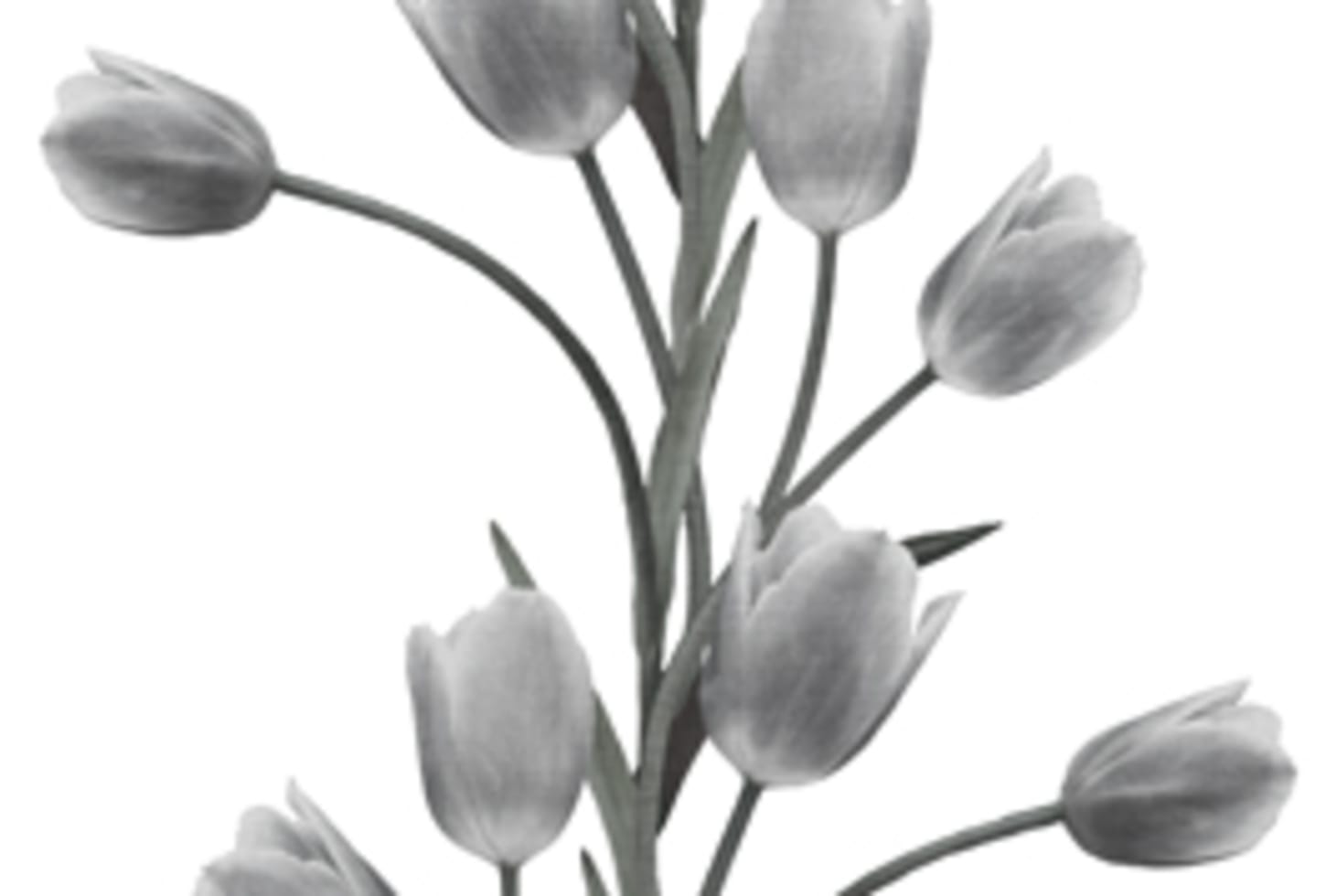 Rebel Walls pilttapeet La Vie En Tulipe, White R13062