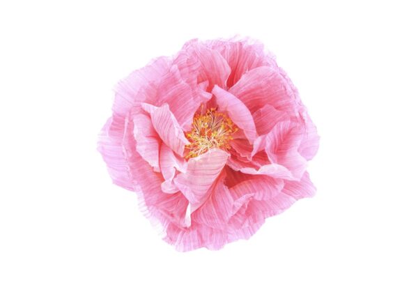 Rebel Walls pilttapeet Poppy Art R13161