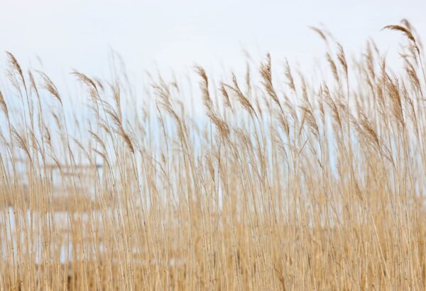 Rebel Walls pilttapeet Swaying Wheat R13601