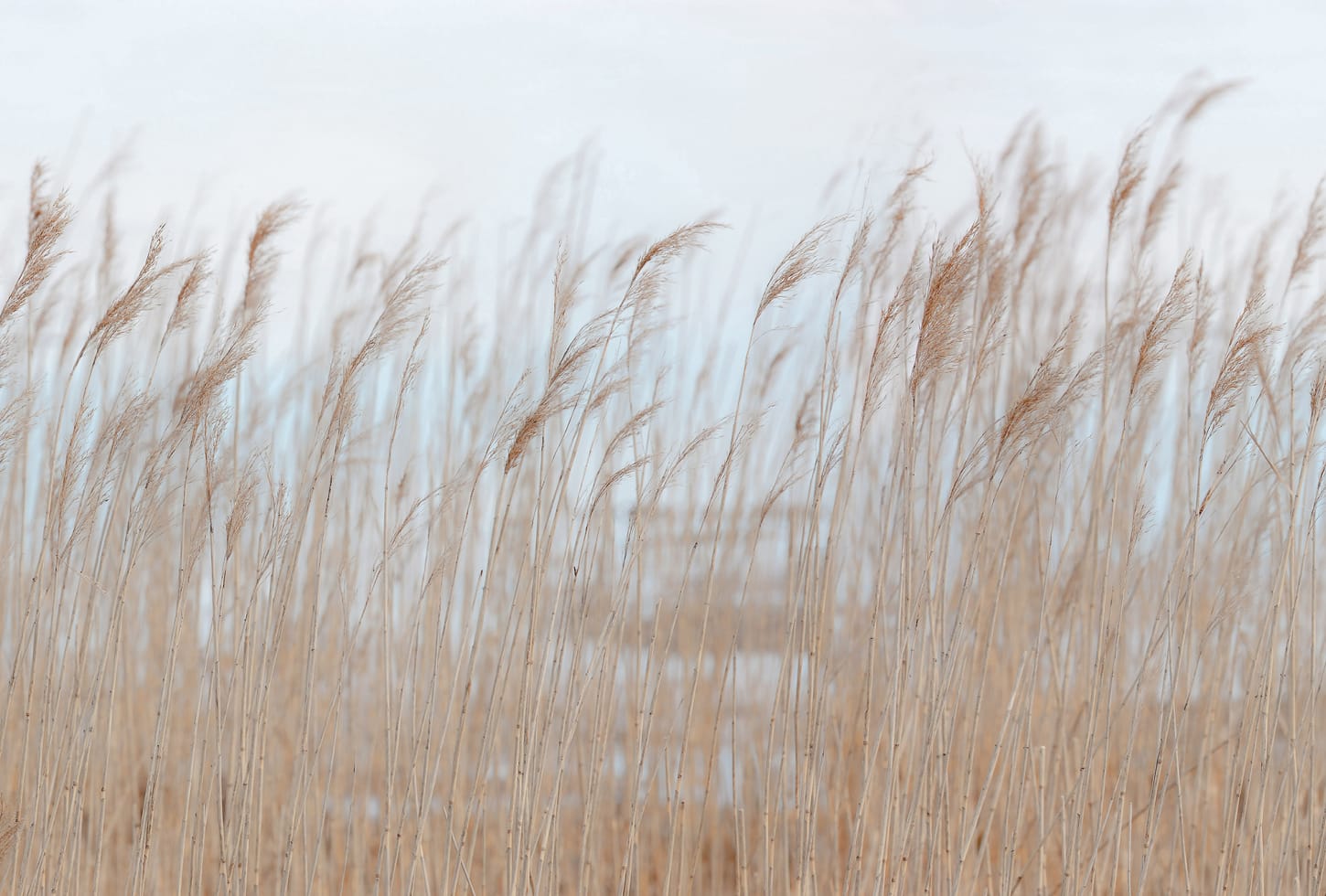 Rebel Walls pilttapeet Swaying Reed R13602