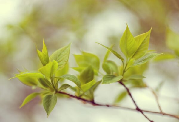 Rebel Walls pilttapeet Green Leaves R13661
