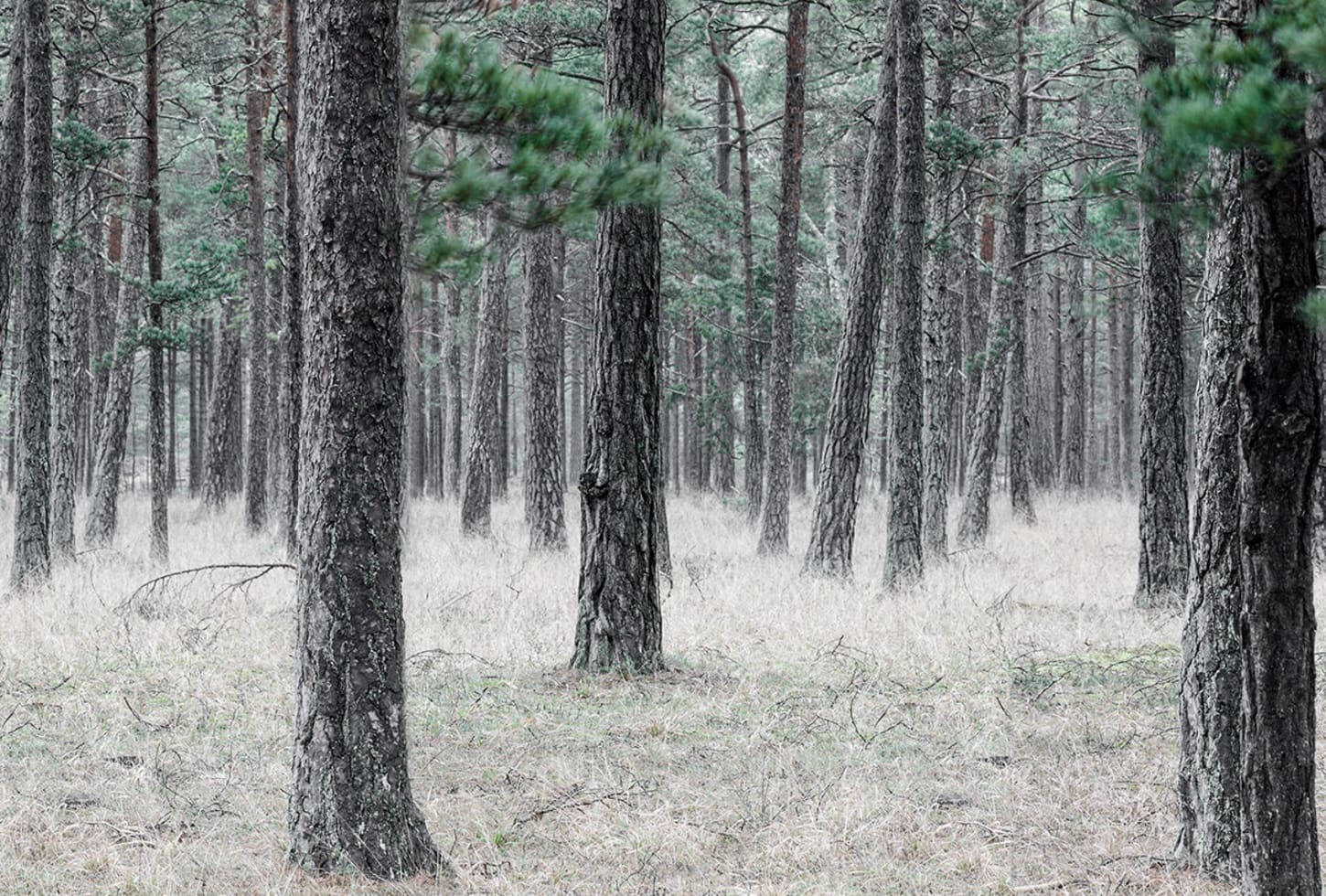 r13711_product Rebel Walls pilttapeet Pine Forest R13711