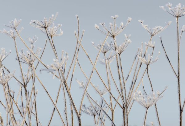 r13721_product Rebel Walls pilttapeet Frostwork R13721