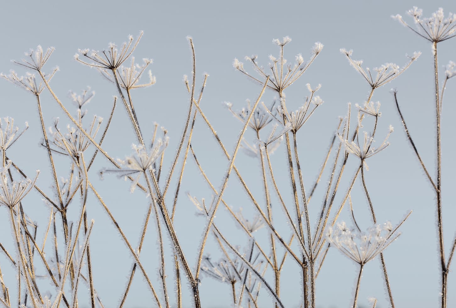 Rebel Walls pilttapeet Frostwork R13721