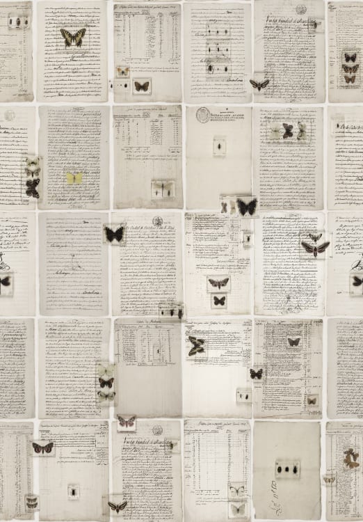 Rebel Walls pilttapeet The Butterfly Library R14251